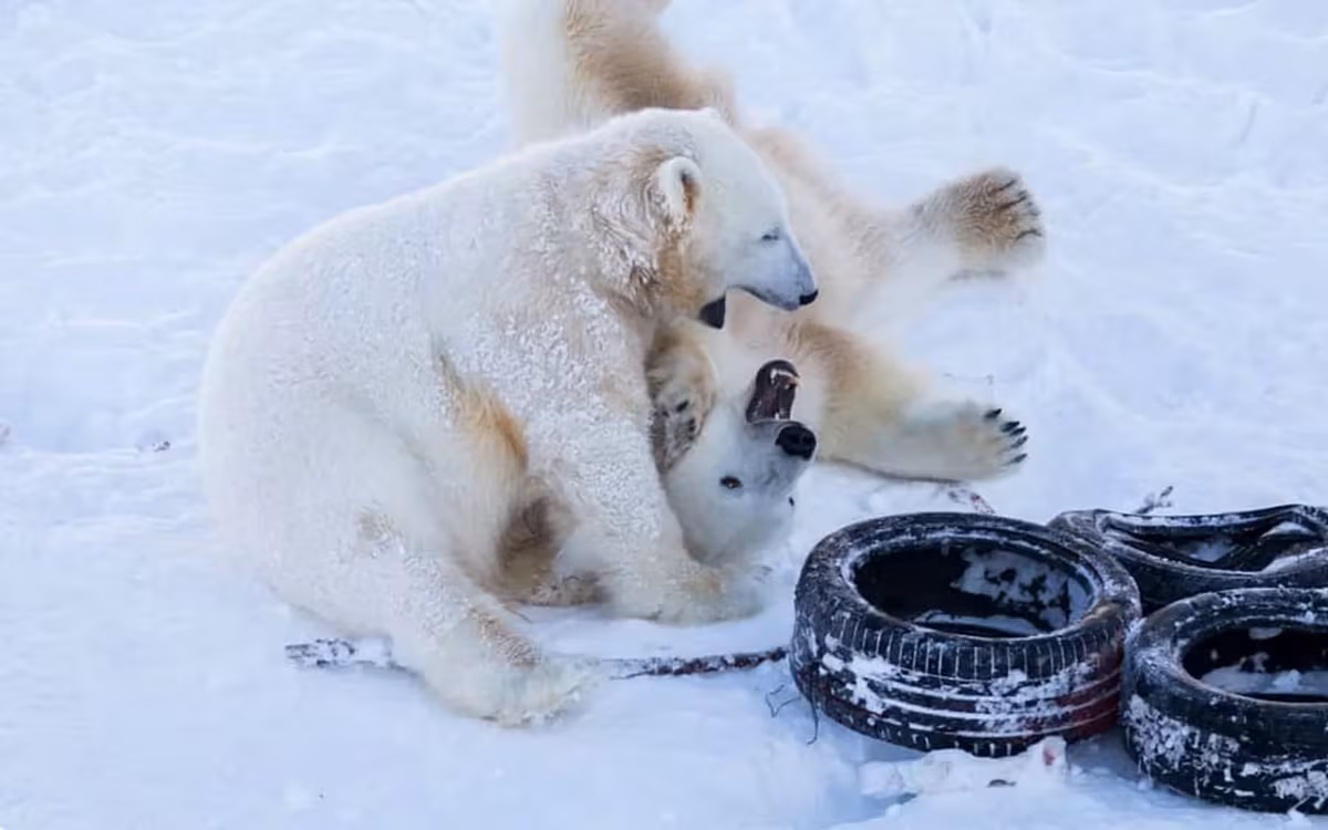 Guided Ranua Wildlife Park tour from Rovaniemi with Arctic animals in winter