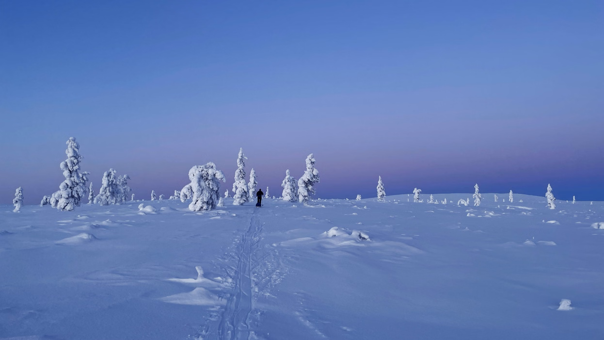 Guided hiking tour in Riisitunturi National Park with snow-laden trees in Finnish Lapland