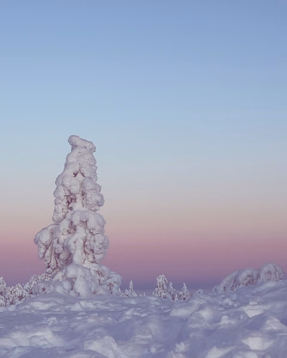 Hikers walking through Riisitunturi National Park with snow-laden tykky trees in Finnish Lapland