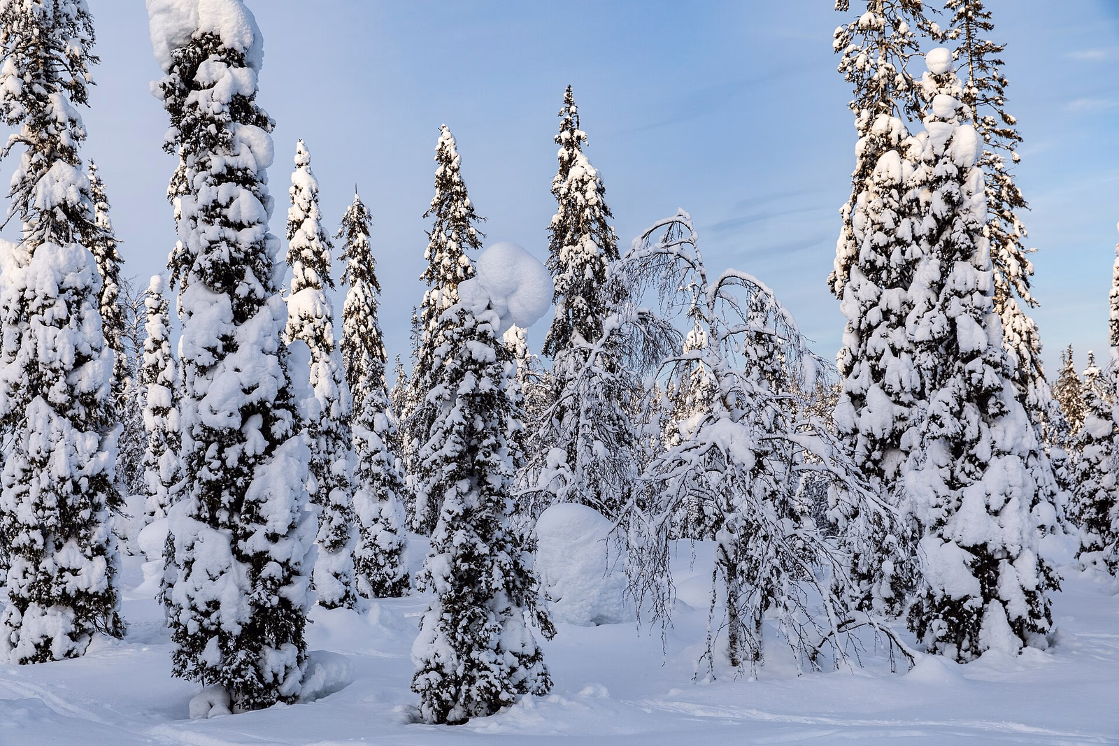 Snow-covered spruce and birch trees in Riisitunturi National Park