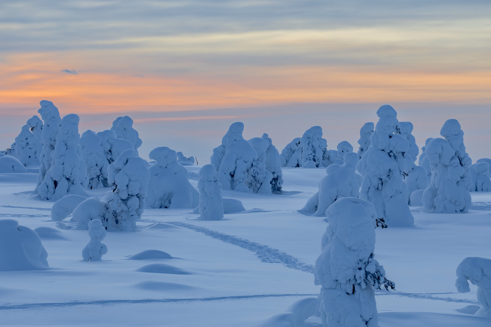 Low winter sun above snow-covered trees in Riisitunturi National Park